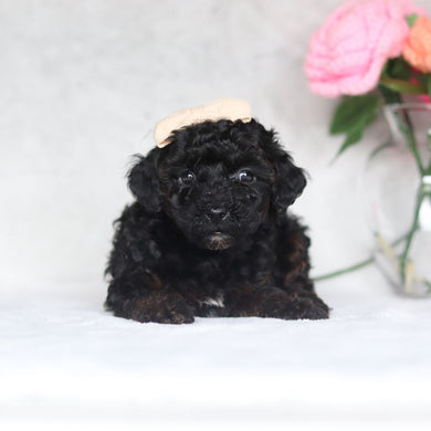 Haven - Available 4/16