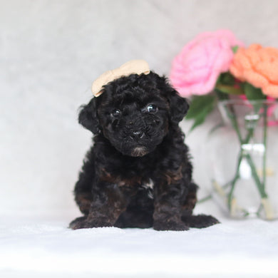 Haven - Available 4/16