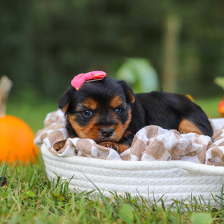 Cherie - Available 10/22