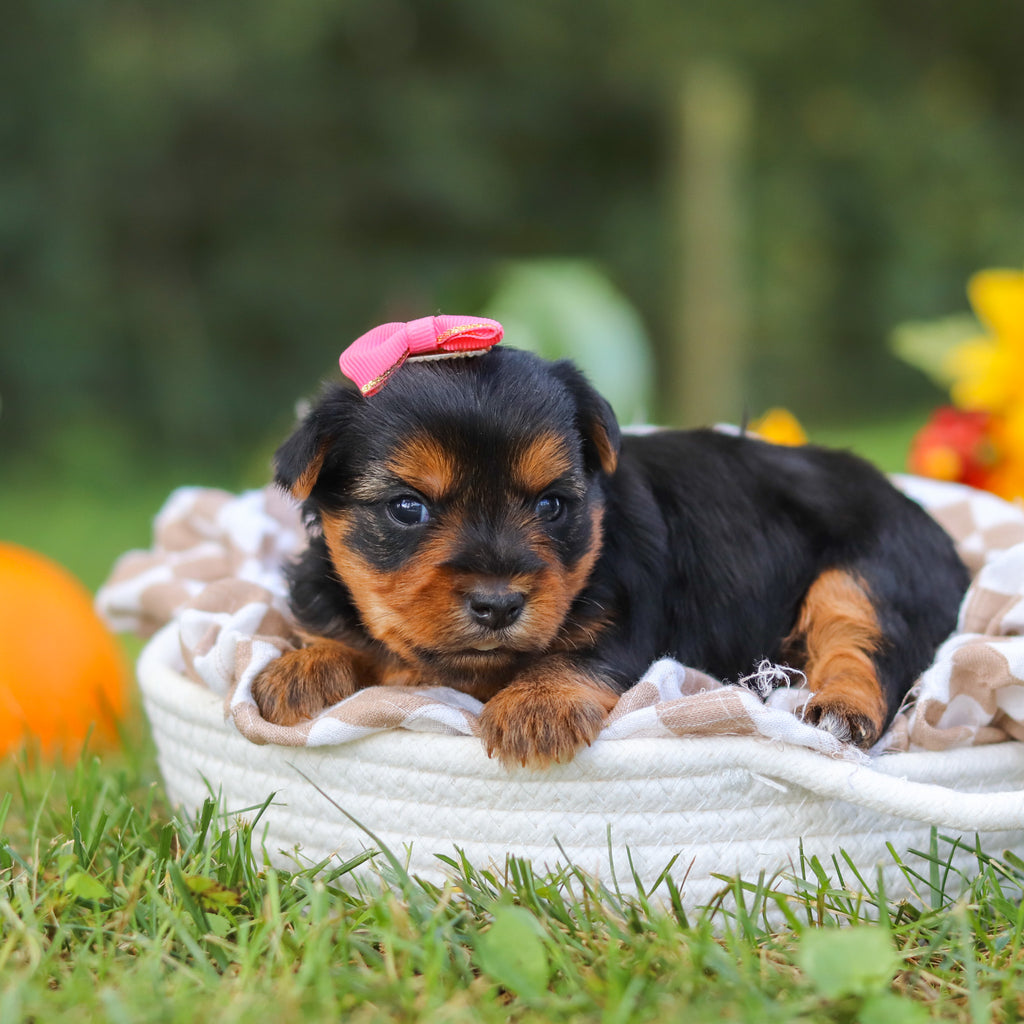 Cherie - Available 10/22