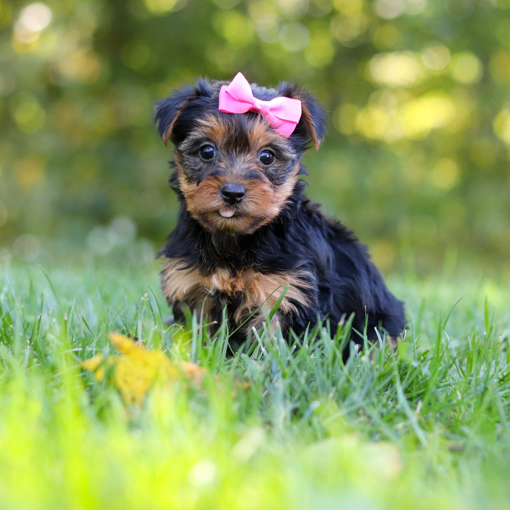 Cherie - Available 10/22