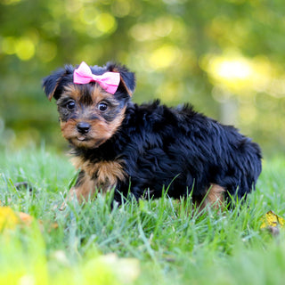 Cherie - Available 10/22