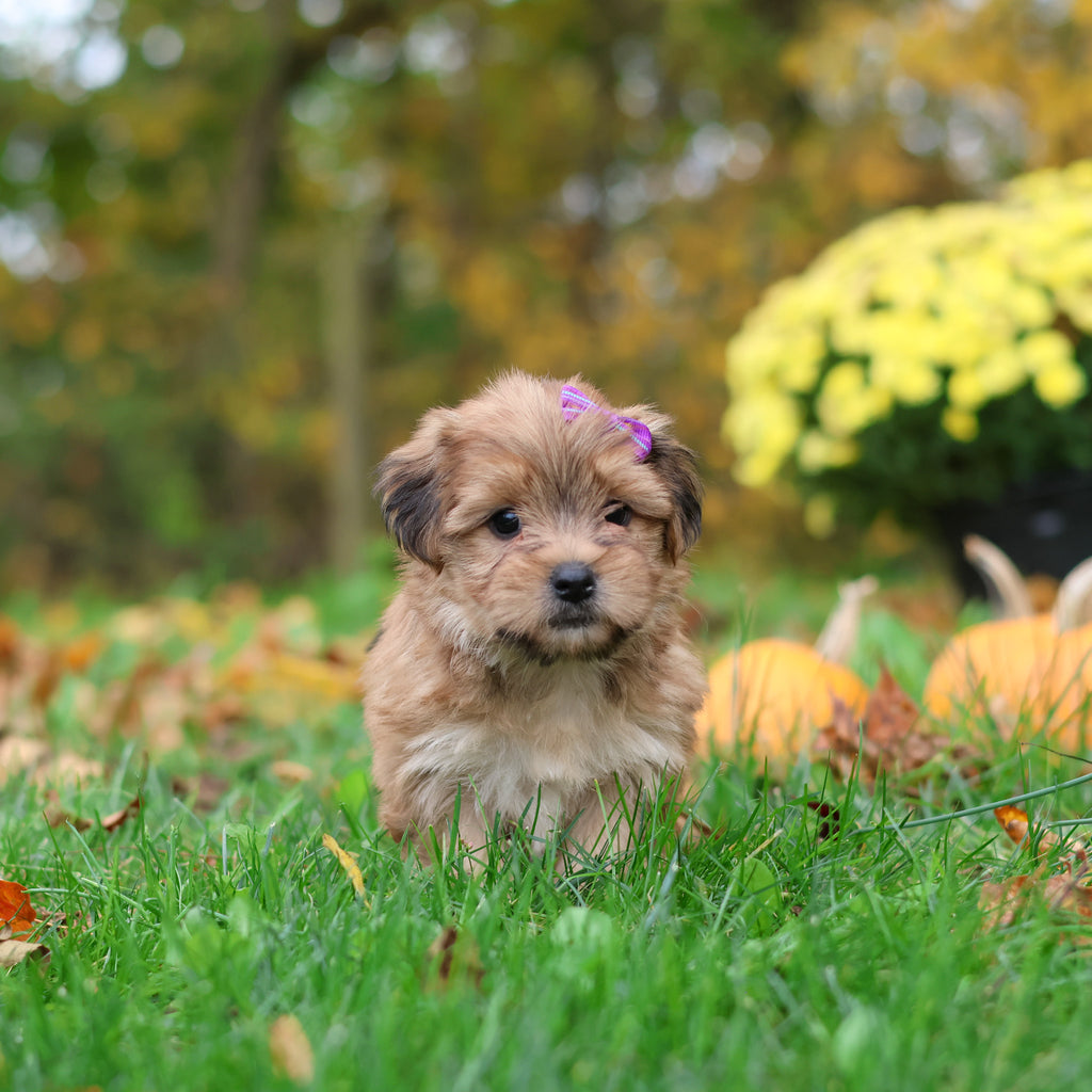 Sadie - Available 10/29