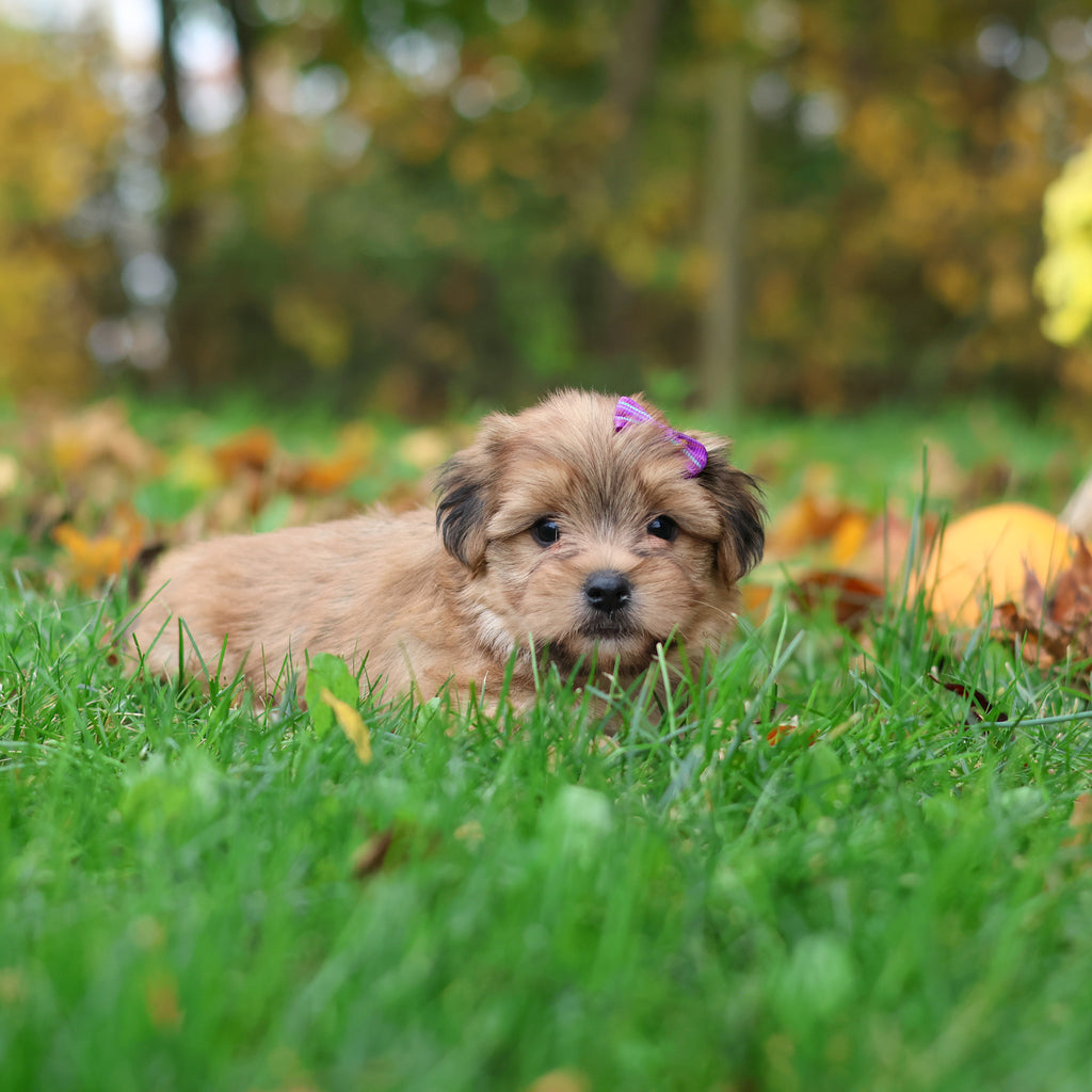 Sadie - Available 10/29