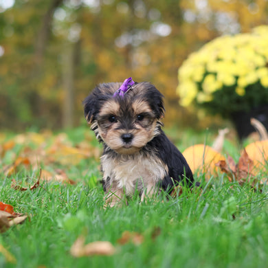 Sasha - Available 10/29