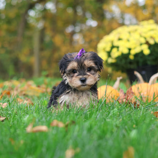 Sasha - Available 10/29