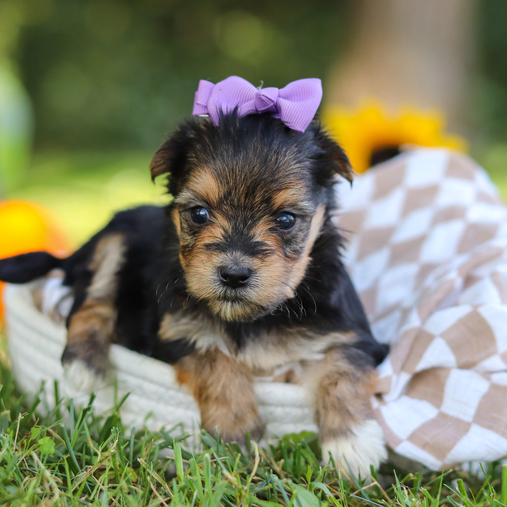 Eliza - Available 10/22
