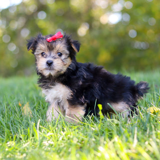 Eliza - Available 10/22