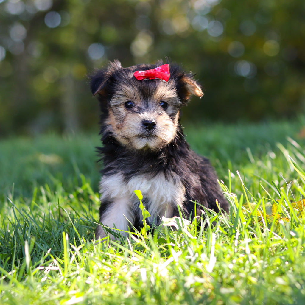 Eliza - Available 10/22