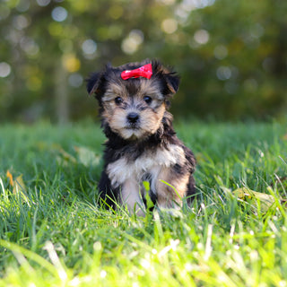 Eliza - Available 10/22