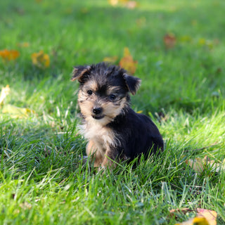 Esther - Available 10/22