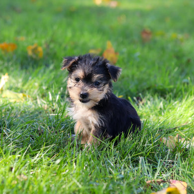 Esther - Available 10/22