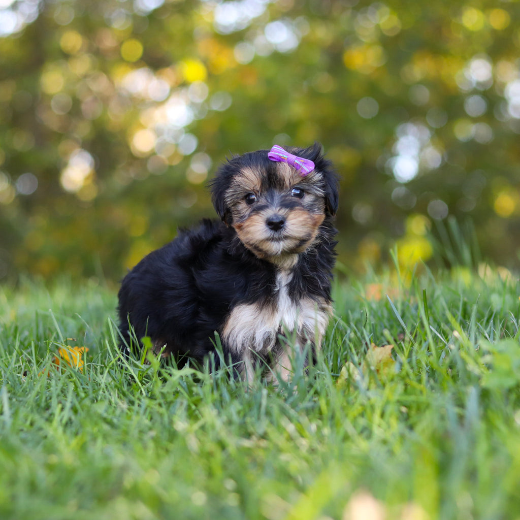 Erma - Available 10/22