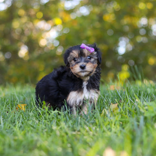 Erma - Available 10/22