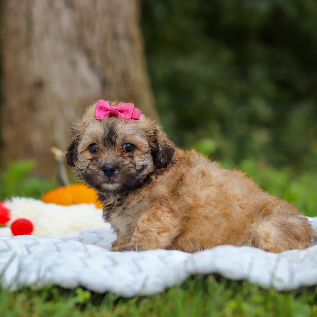 Callie - Available 10/15