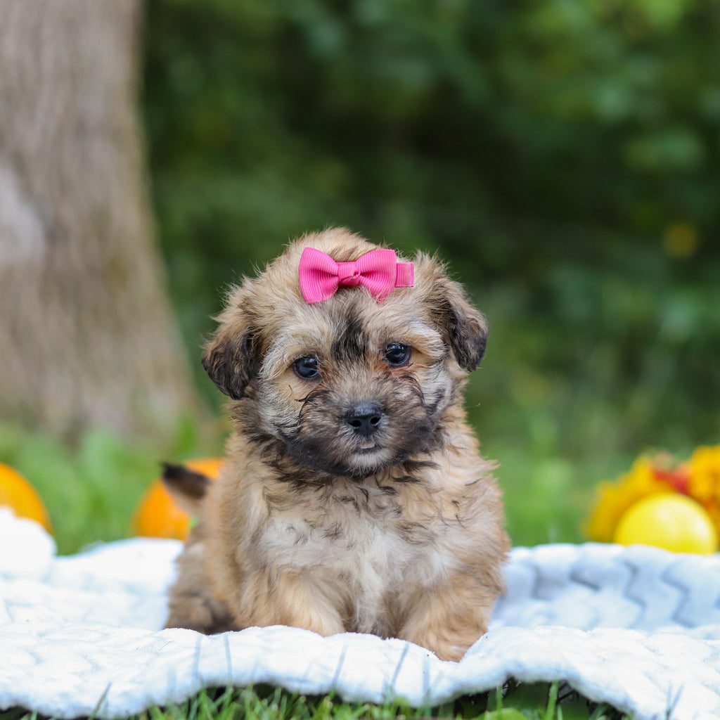 Callie - Available 10/15