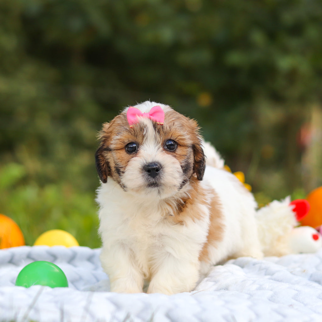 Clara - Available 10/15