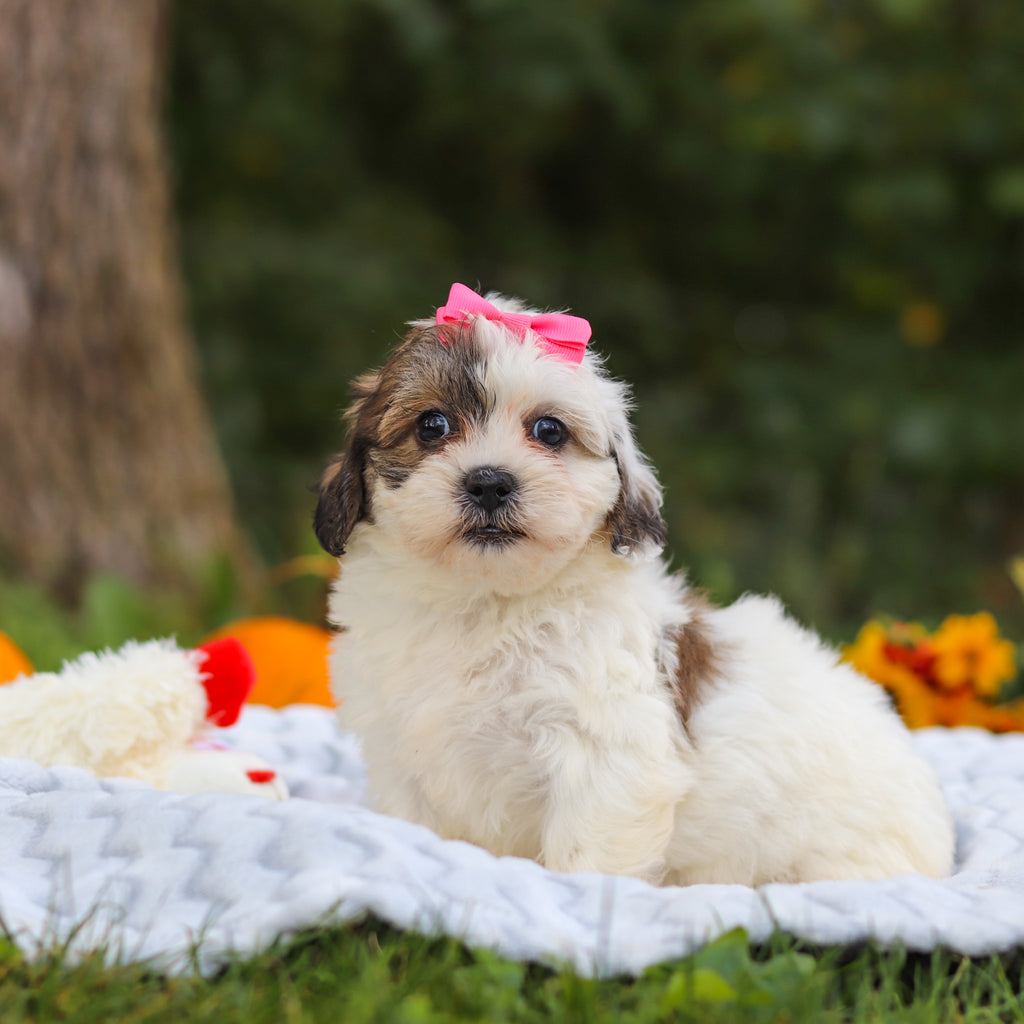 Claudia - Available 10/15