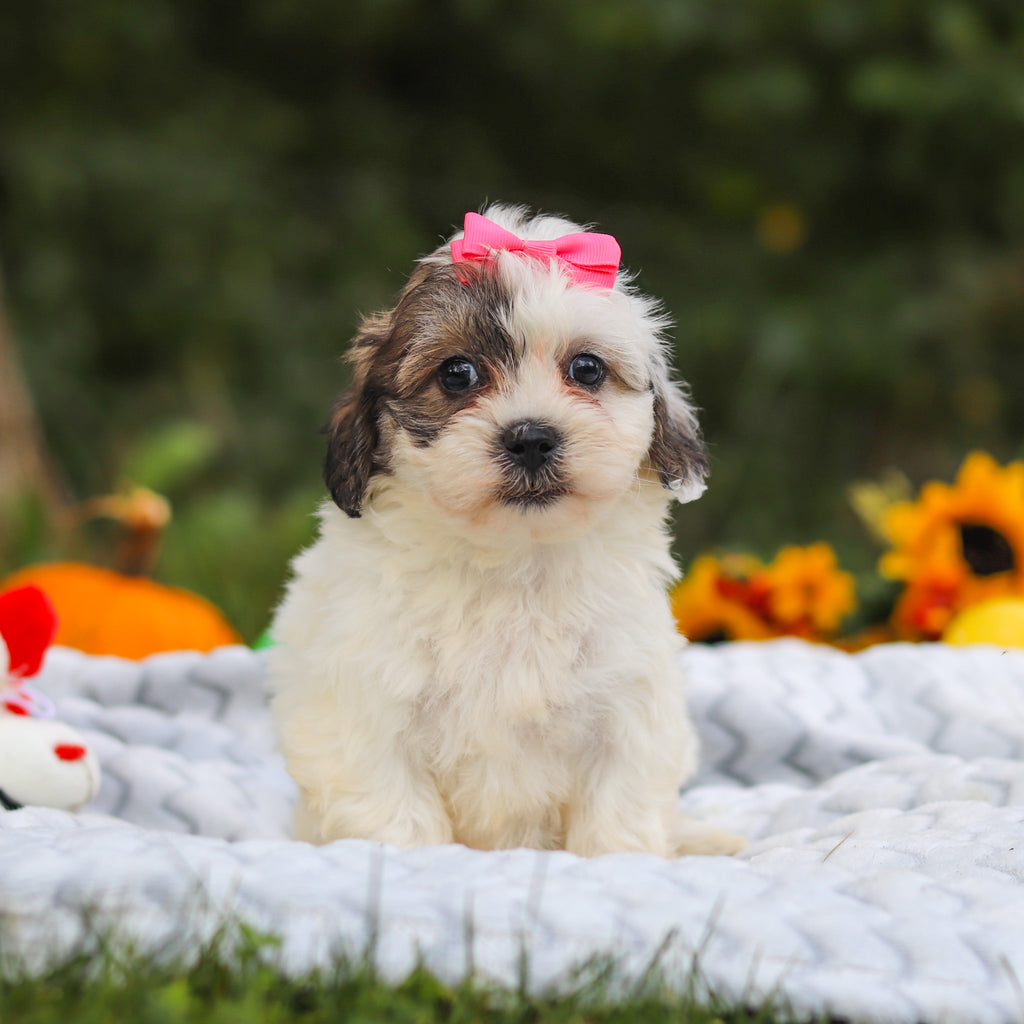 Claudia - Available 10/15
