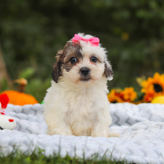 Claudia - Available 10/15