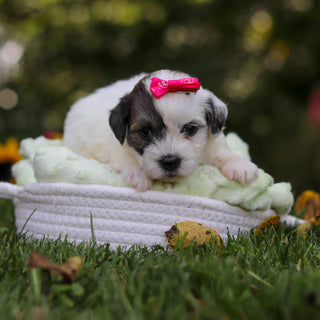 Claudia - Available 10/15