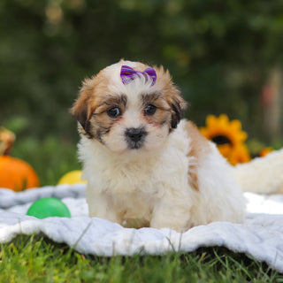 Clementine - Available 10/15