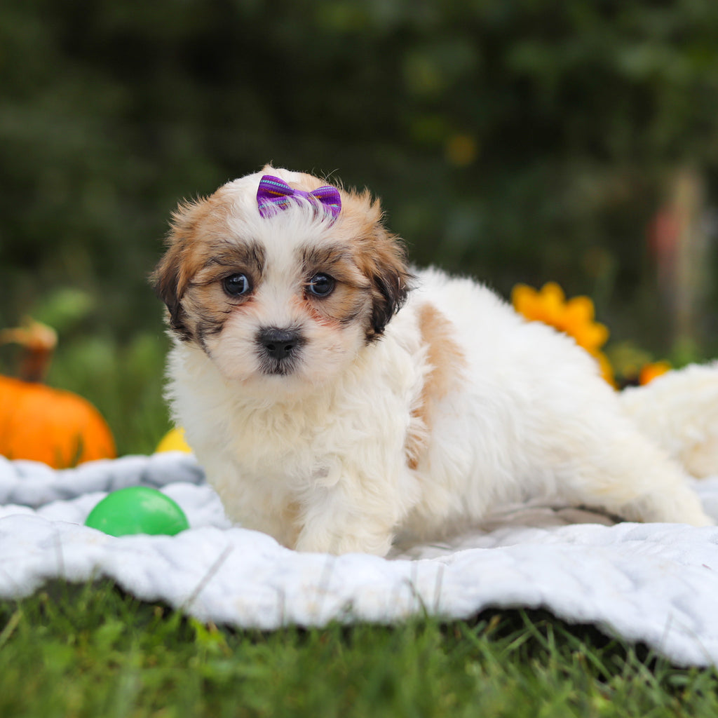 Clementine - Available 10/15