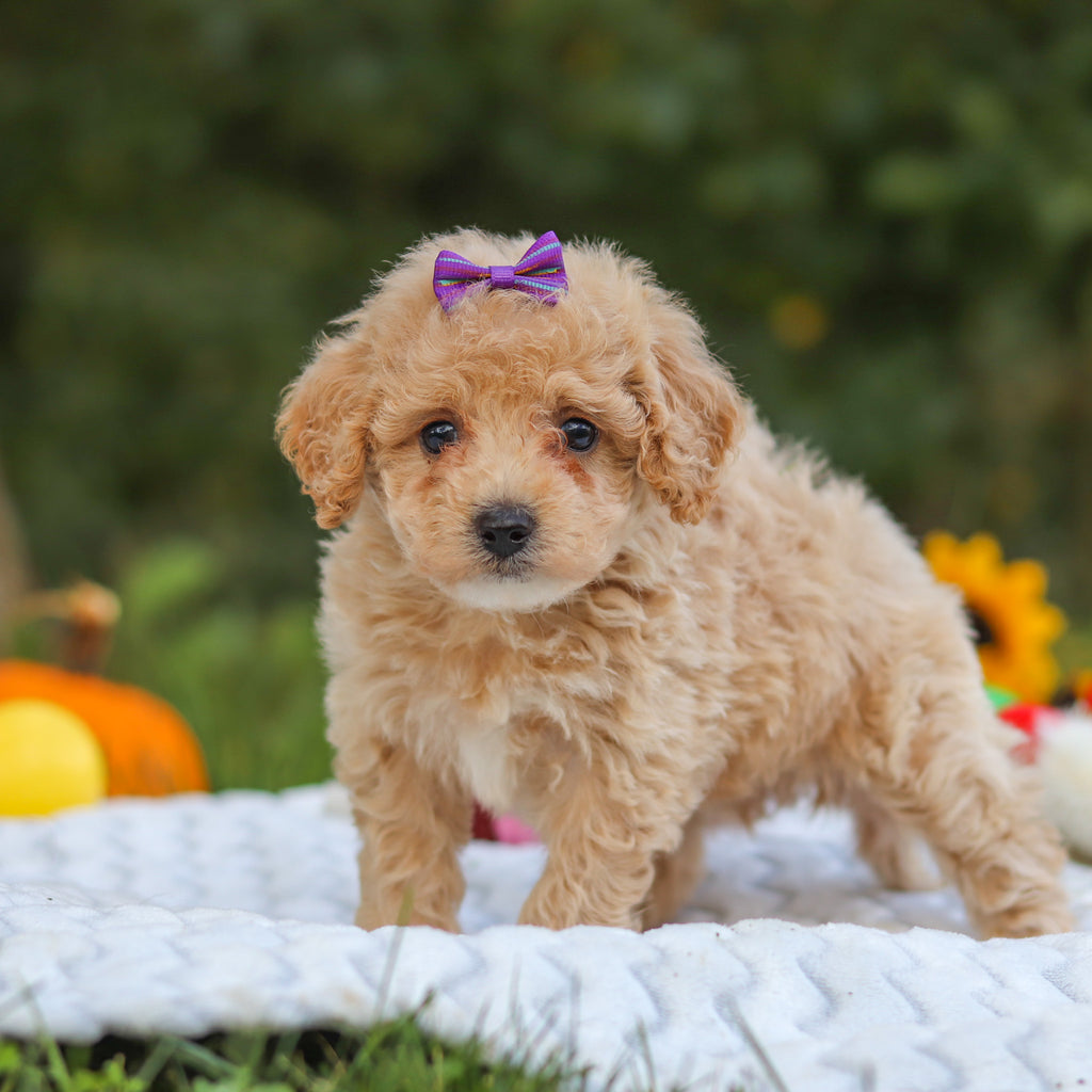 Hermione - Available 10/15