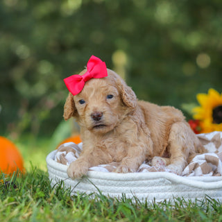 Farrah - Available 10/22