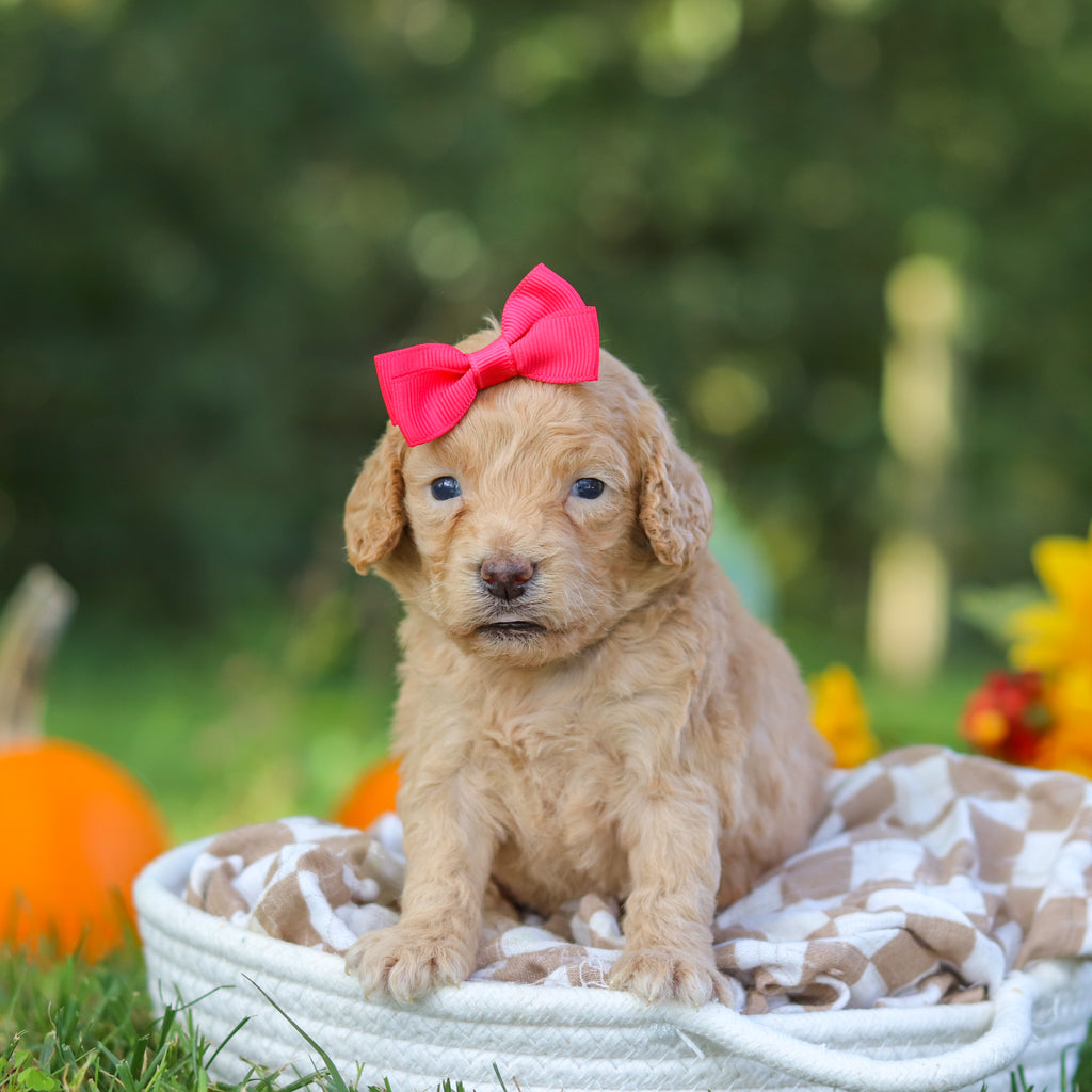 Farrah - Available 10/22