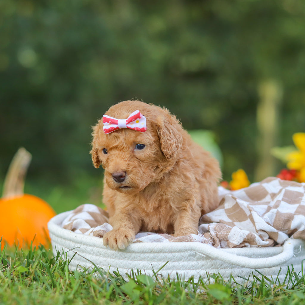 Fern - Available 10/22