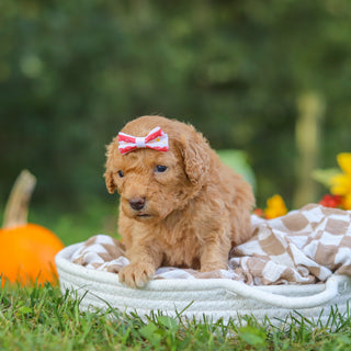 Fern - Available 10/22
