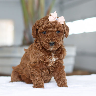 Carolina - Available 2/26