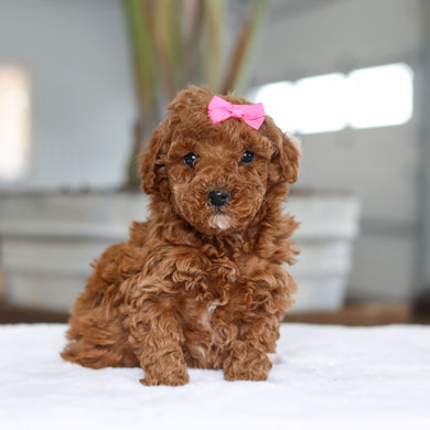 Honey - Available 2/26