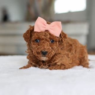 Bee - Available 2/26