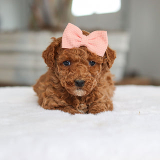 Bee - Available 2/26