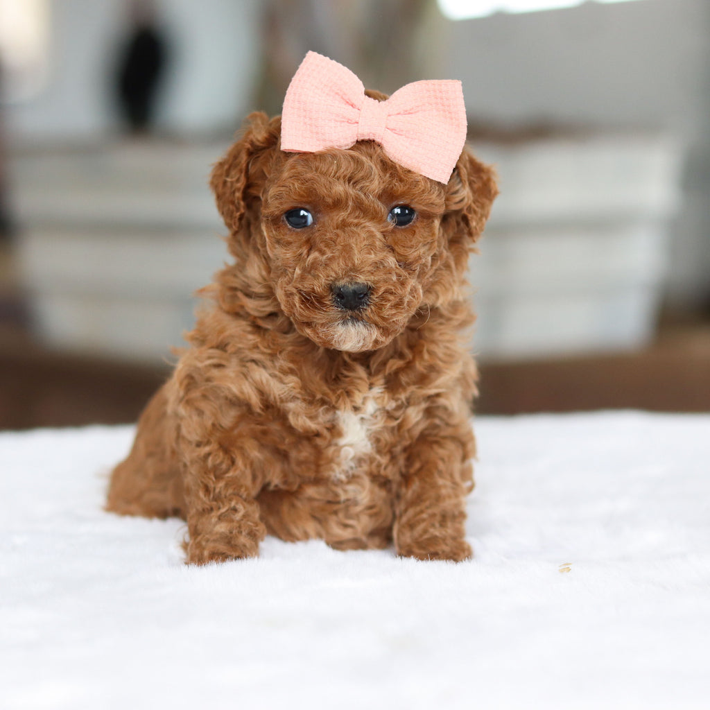 Bee - Available 2/26