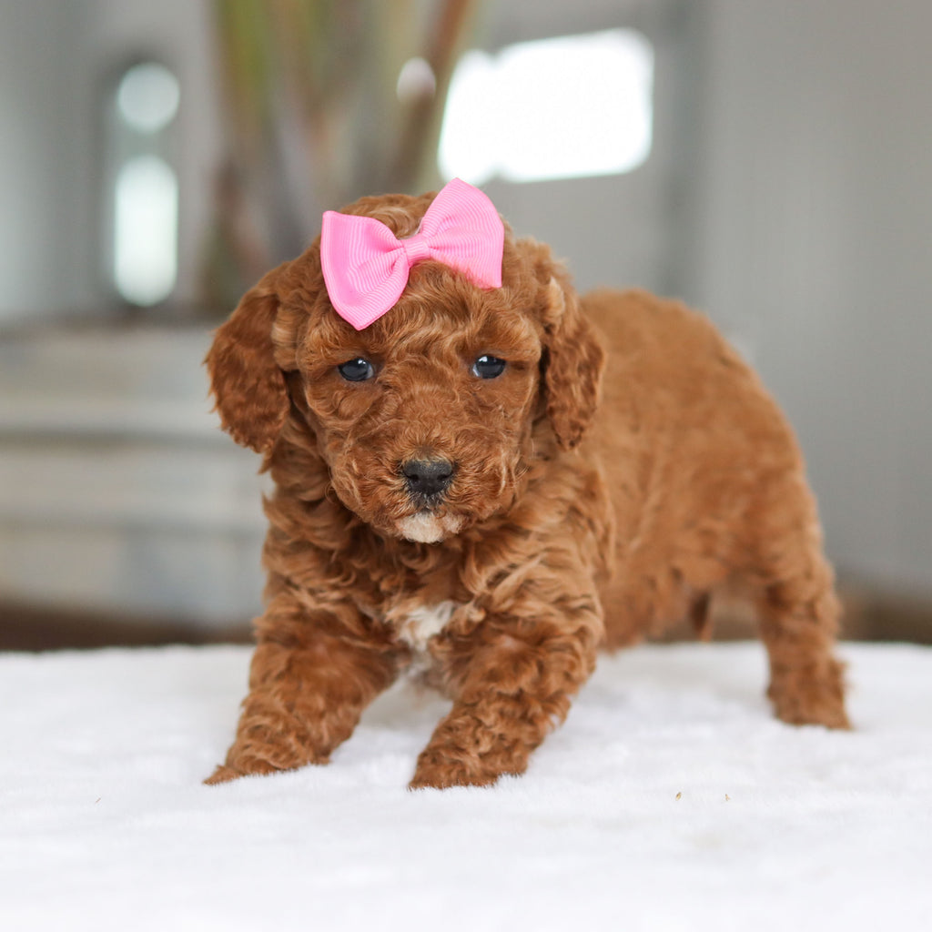 Lisa - Available 2/26