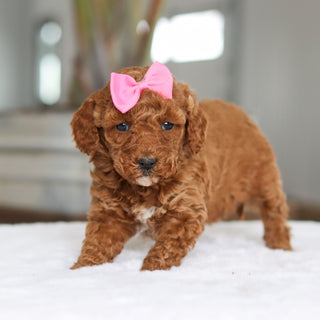 Lisa - Available Now