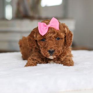 Lisa - Available 2/26