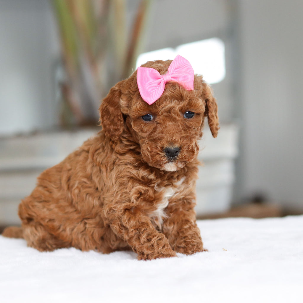 Lisa - Available 2/26