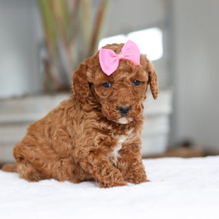 Lisa - Available 2/26