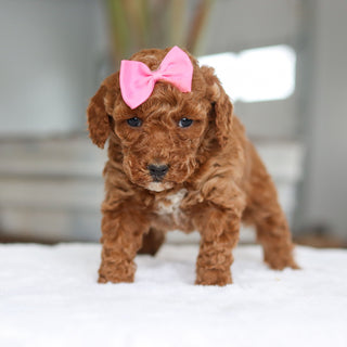 Lisa - Available Now