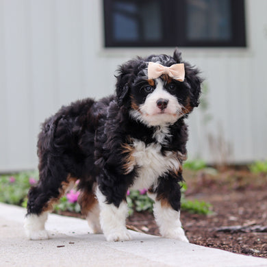 Wendy - Available 4/30