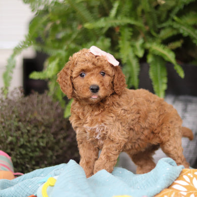 Evie - Available 4/9