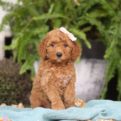 Evie - Available 4/9