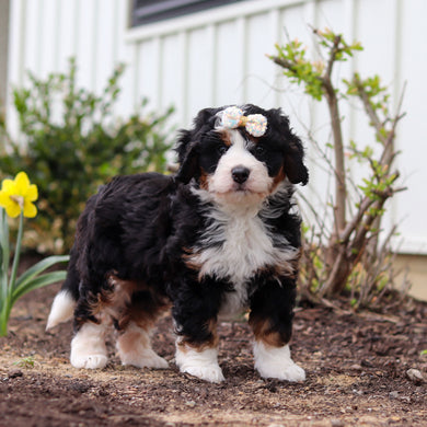 Wynn - Available 4/30