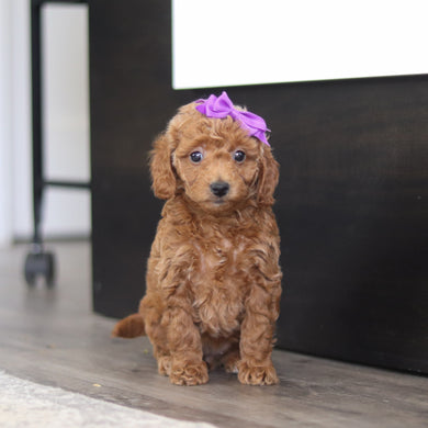 Elaine - Available 4/9