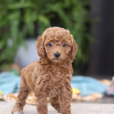 Elaine - Available 4/9