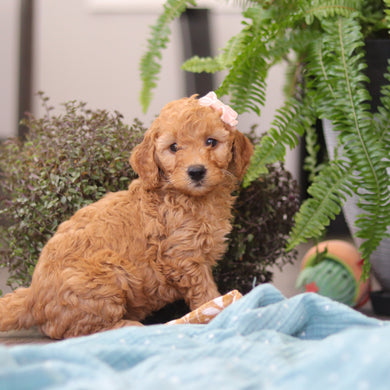 Emmie - Available 4/9